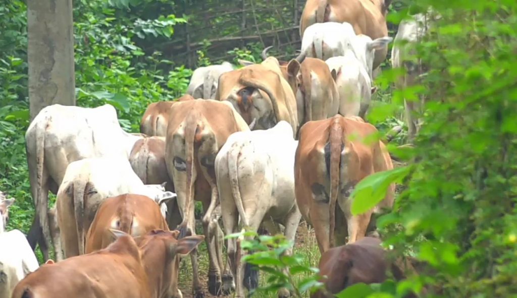 Strange! In these Odisha’s villages, cattle have ‘two eyes’ on their hind legs