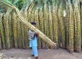 Sugarcane