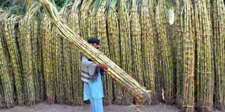 Sugarcane