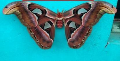 This butterfly’s wings resembles a snake-like pattern; Read on to know details