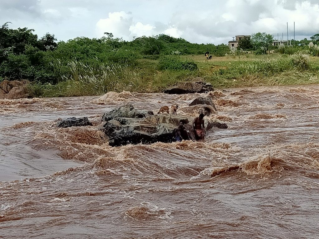 Two brothers jump into River Budhabalanga to rescue stranded goats; then this happened