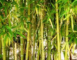 Tomar inaugurates bamboo cluster in state - OrissaPOST