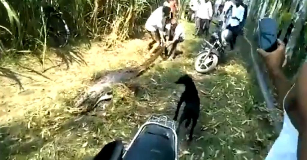 Python that swallowed deer, dies after being dragged by villagers