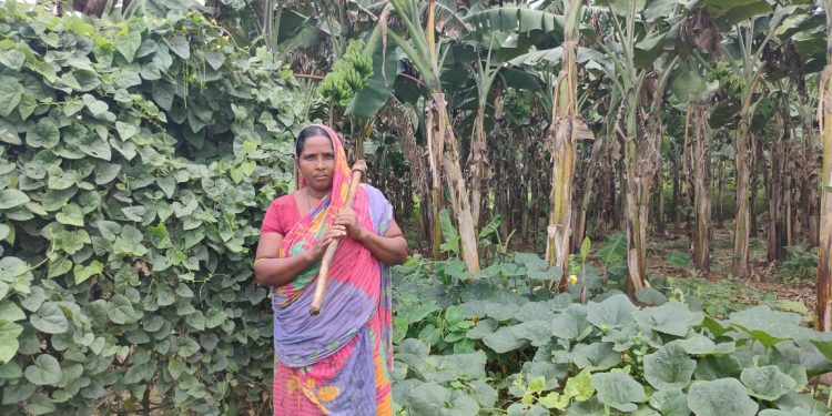 Angul widow engaged in farming suffers huge losses due to COVID-19 lockdown, seeks government help