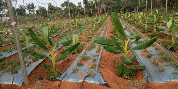 A horticulture farm at Ekamra Kanan in Bhubaneswar