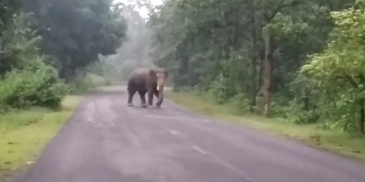 Elephants keep Champua on edge