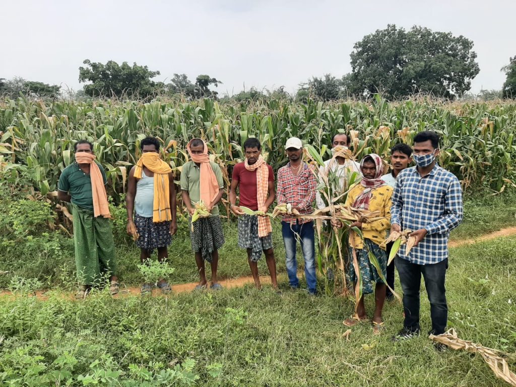 Nuapada maize growers pest-ered