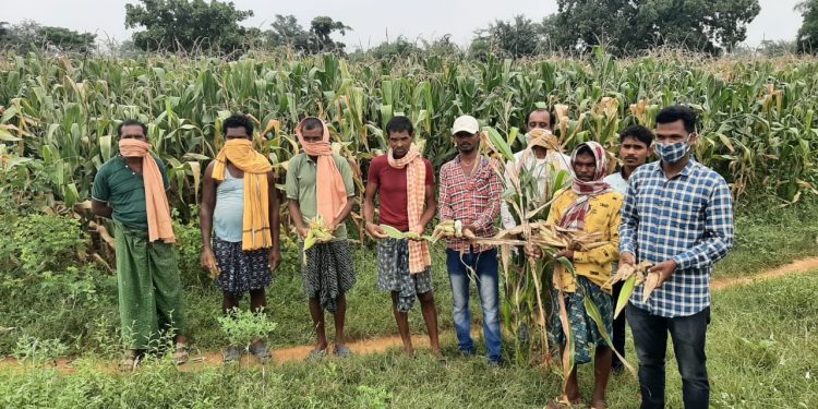 Nuapada maize growers pest-ered