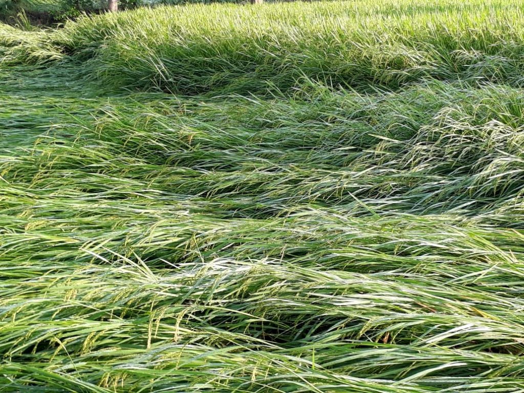 Thunderstorm damages cultivation in Sambalpur