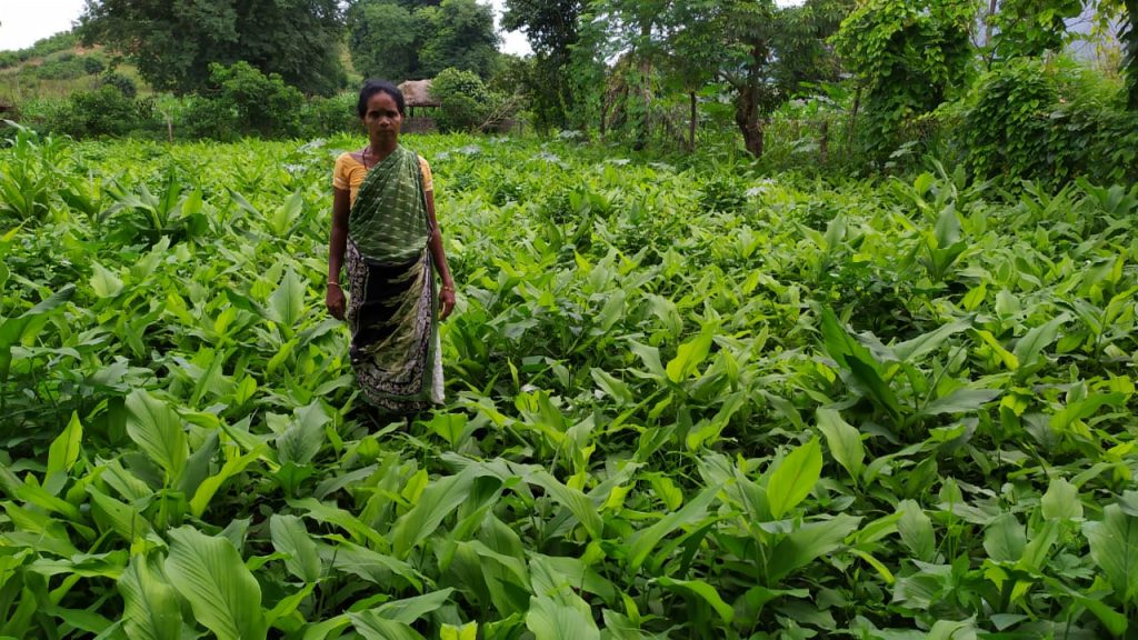 Turmeric farming empowers women in Swabhiman Anchal