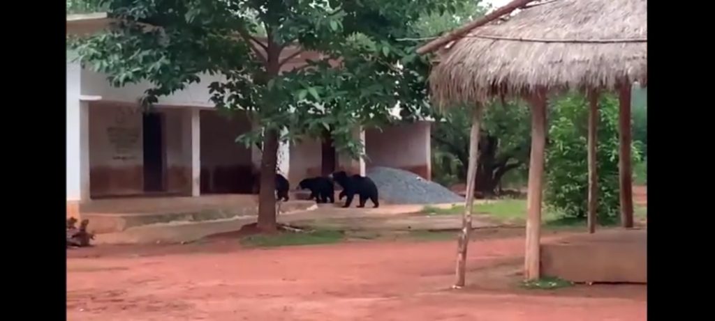 Wild bears visit this place every evening to eat prasad  