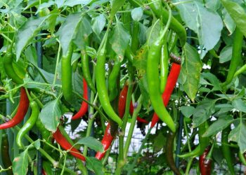 Eat chili and get rid of these deadly diseases