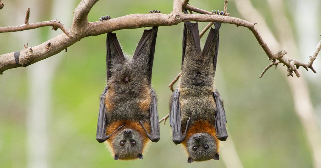 This is why bats hang upside down all-day long