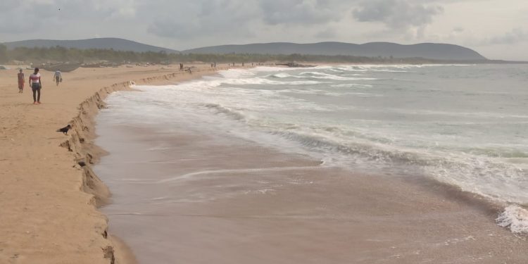 Coastal erosion blow to Olive Ridleys