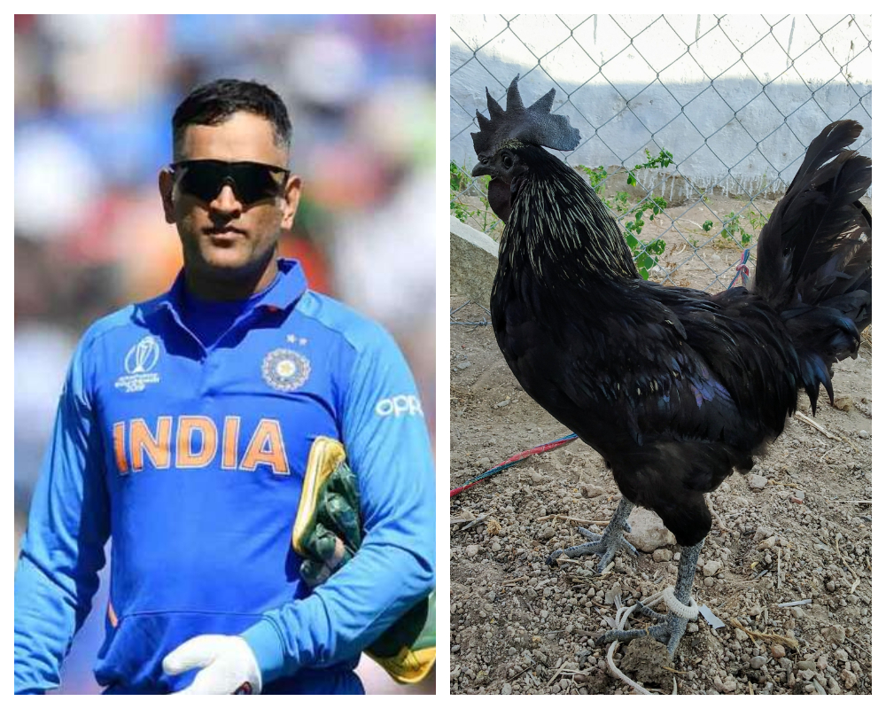 Ms Dhoni Orders 2 000 Kadaknath Chicks From Mp Wishes To Farm Them Read Details Orissapost