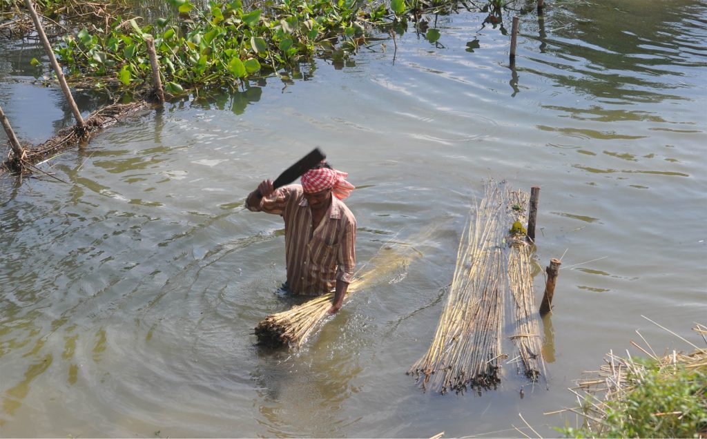 Jute cultivation in Kendrapara on the wane