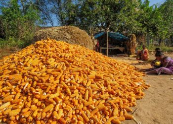 No maize mandis, middlemen make hay