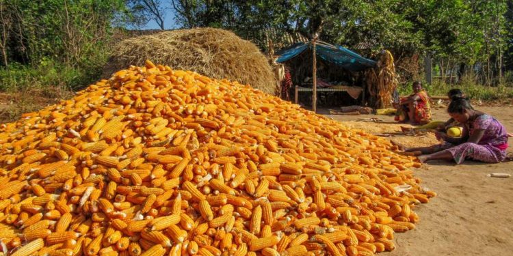 No maize mandis, middlemen make hay