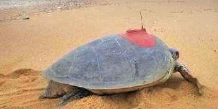 Satellite transmitters for 30 Olive Ridley turtles