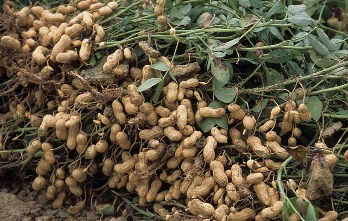 The plight of Rasulpur’s 10K groundnut farmers