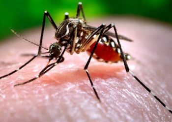 Home remedies to ward off mosquitoes