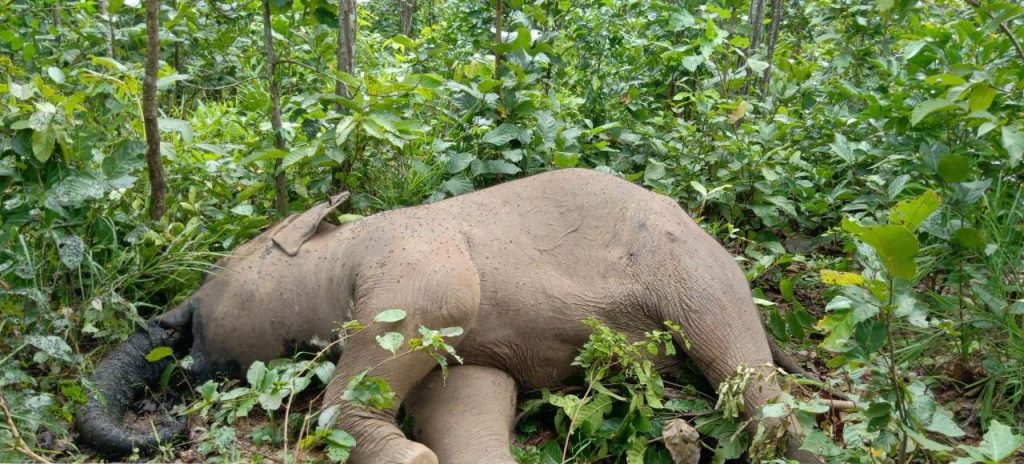 Ailing female jumbo dead