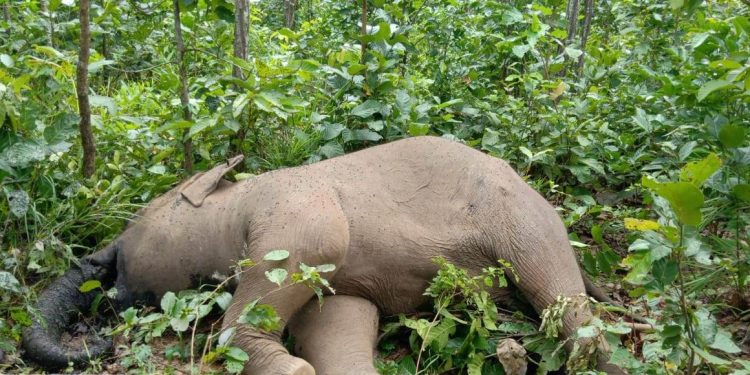 Ailing female jumbo dead