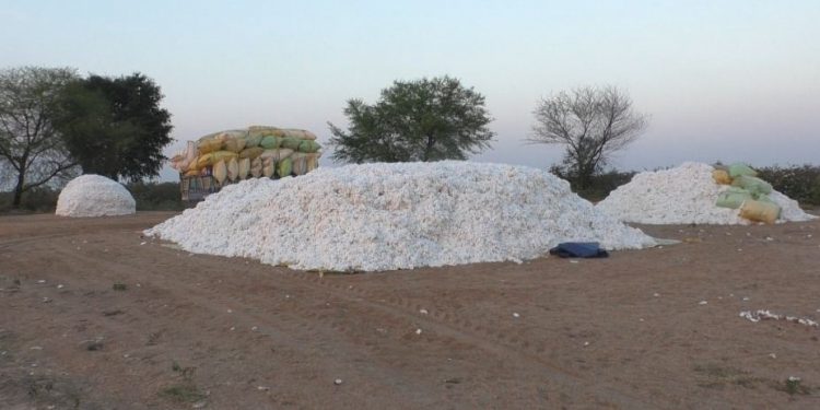 Distress sale hits Sonepur cotton farmers