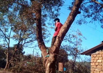 Here, you have to climb trees if you need cellular network