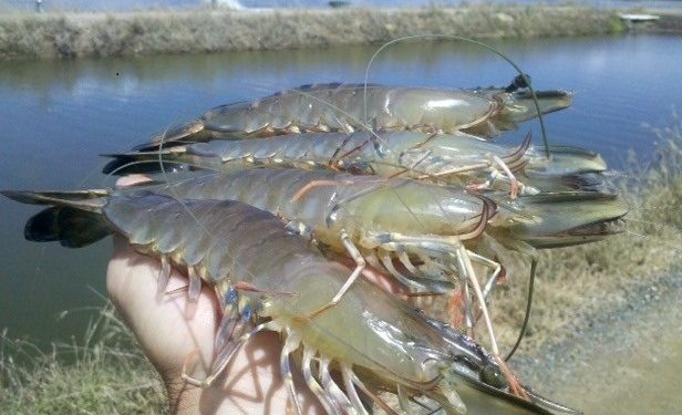 Illegal prawn gheries mushrooming in Kendrapara