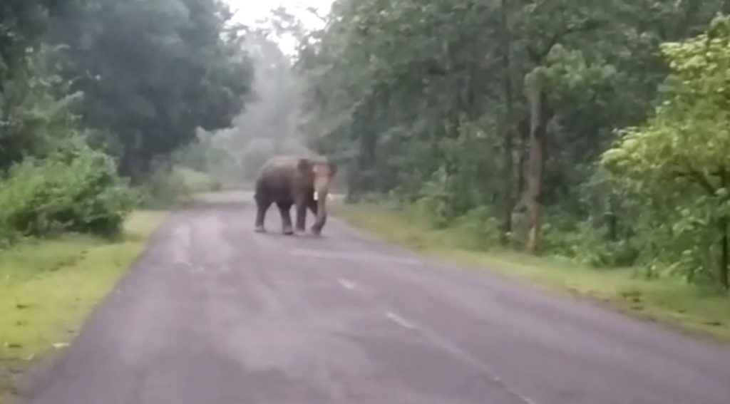 Man-elephant conflict Man trampled to death in Cuttack, elephant’s carcass spotted in Ganjam