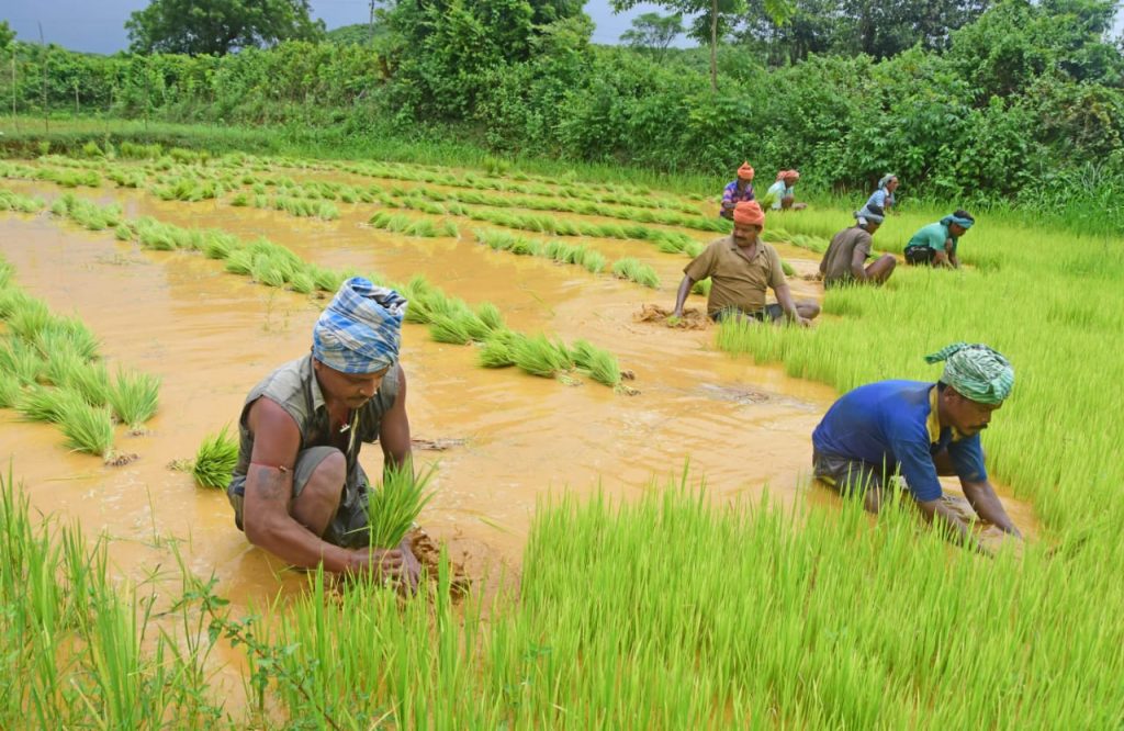 Paddy Plantation