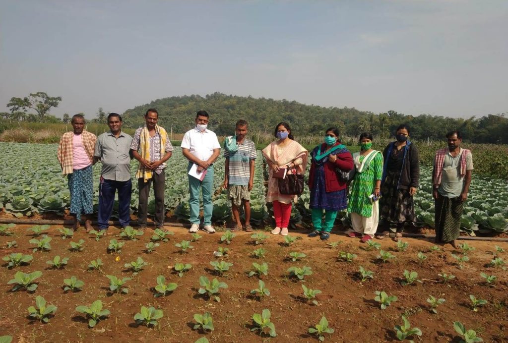 Success stories This is how these Angul farmers doubled their incomes