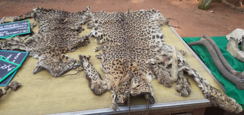 UP school teacher among three arrested for smuggling leopard, deer hides in Dhenkanal