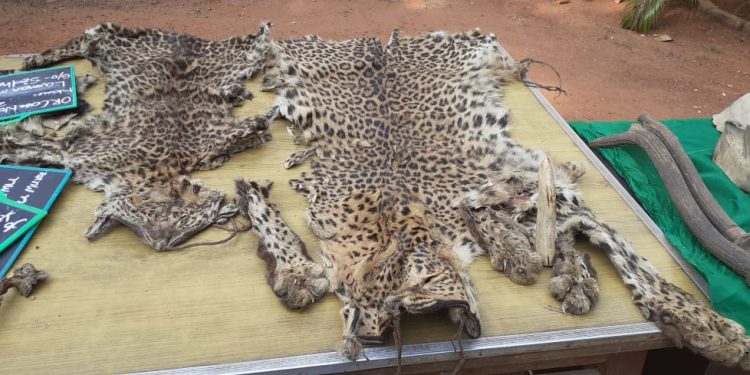 UP school teacher among three arrested for smuggling leopard, deer hides in Dhenkanal