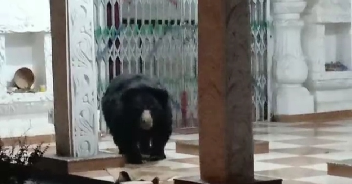 Unbelievable! Wild bear visits this Kalahandi temple on a regular basis; here’s why