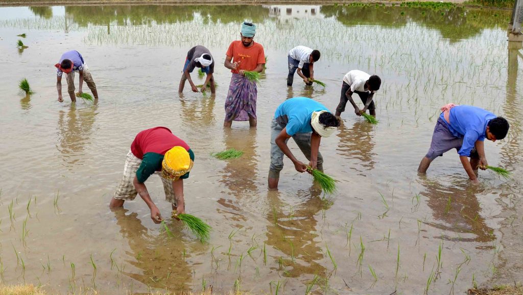 Farmers