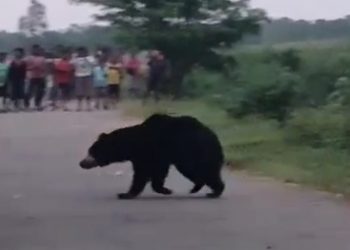 Bear attacks teacher inside school in Keonjhar