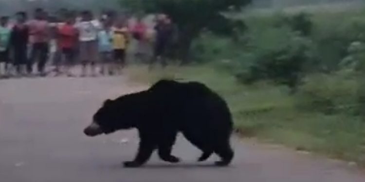 Bear attacks teacher inside school in Keonjhar