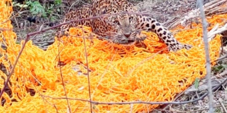 Leopard rescued from trap meant to capture wild boars dies in Ganjam district