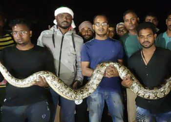 Two giant pythons rescued in Ganjam