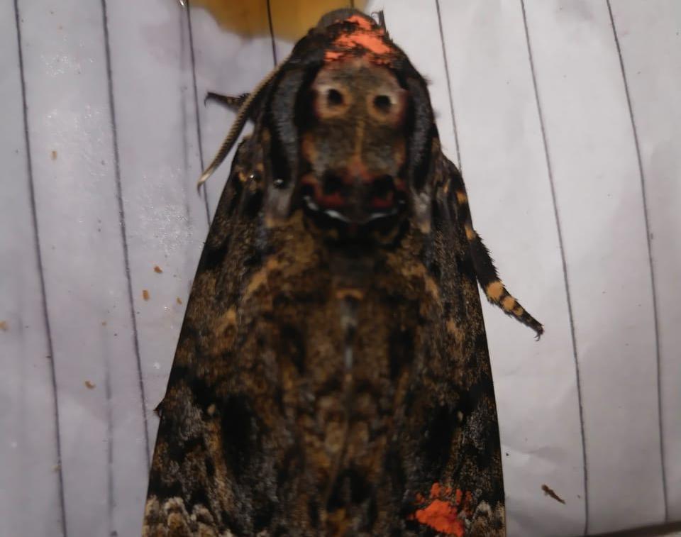 Butterfly with Lord Jagannath’s face on it spotted; villagers offer prayers