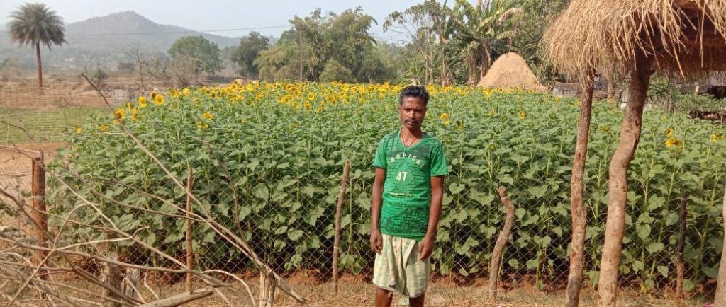 Chhabindra shows way in sunflower farming