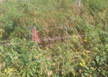 Farmers worried as leaf blight disease hits tomato crop in Jajpur