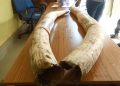 Forest officials arrest two ivory smugglers and seize eight pieces of ivory