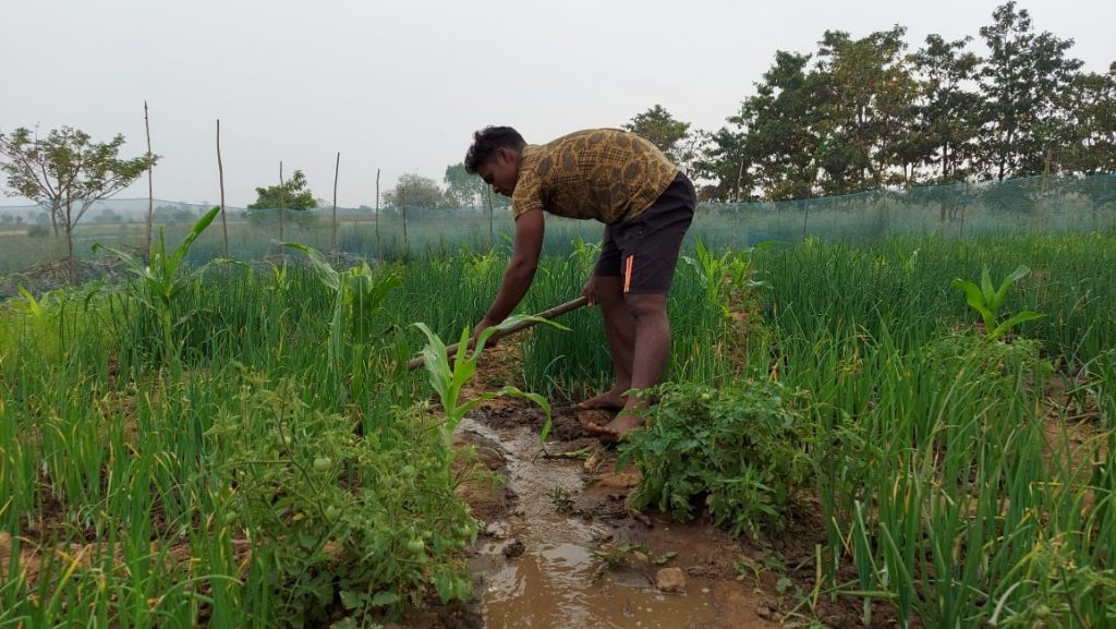 Int’l weightlifter takes to cultivation for a living