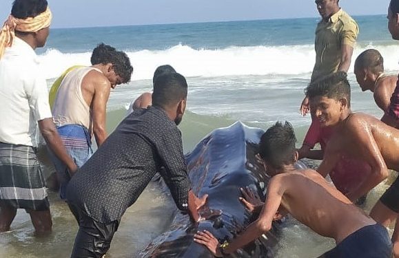 Rare 15 feet long whale shark spotted in Ganjam district, released safely into waters