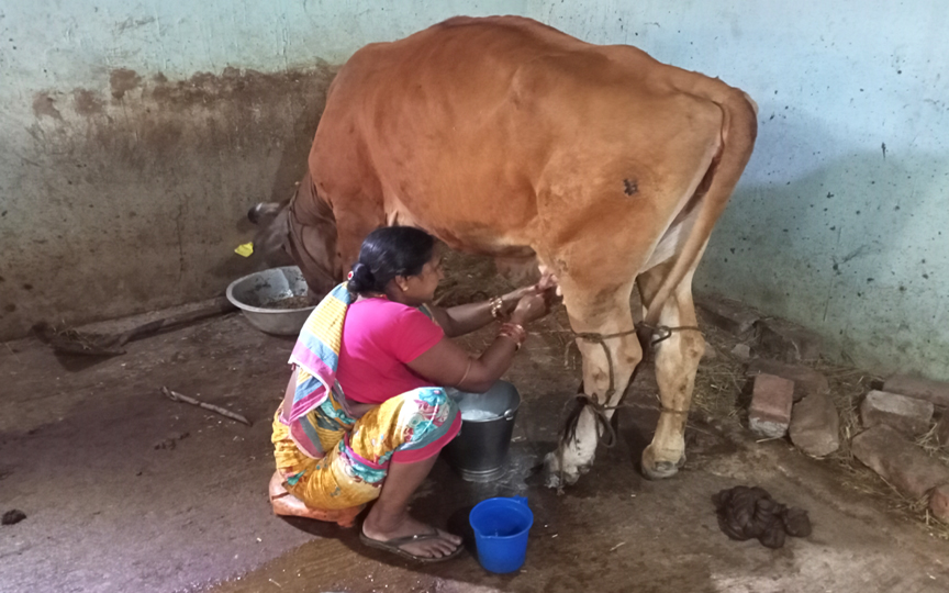 Woman Milked Like A Cow