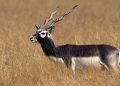 Blackbuck headcount starts in Odisha