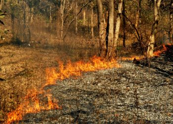 Four persons arrested for setting forest on fire in Boudh district